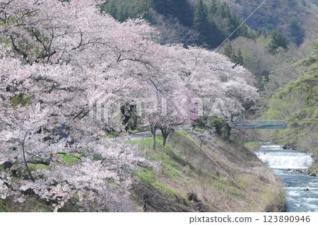 大和的櫻花 123890946