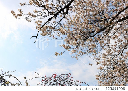A calm spring day with cherry blossoms in full bloom in the park 123891008