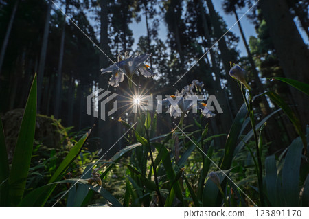 在京都府綾部大富區拍攝一群沙加 在京都府綾部大富區拍攝一群沙加 123891170