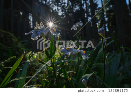 在京都府綾部大富區拍攝一群沙加 123891175