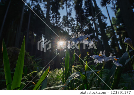 在京都府綾部大富區拍攝一群沙加 123891177