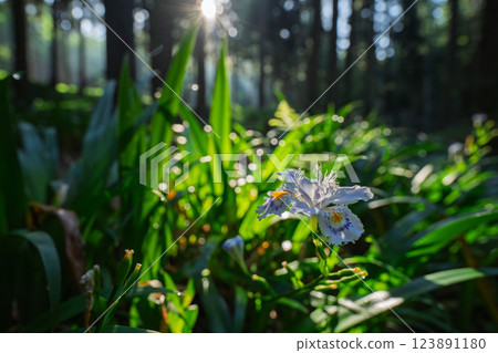 在京都府綾部大富區拍攝一群沙加 123891180