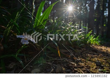 在京都府綾部大富區拍攝一群沙加 123891182