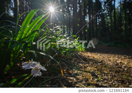 在京都府綾部大富區拍攝一群沙加 123891184