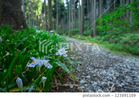 在京都府綾部大富區拍攝一群沙加 在京都府綾部大富區拍攝一群沙加 123891189