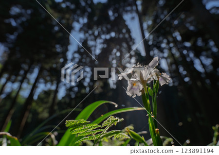 Photographing a group of Shaga in the Ayabe Oitomi district of Kyoto Prefecture 123891194