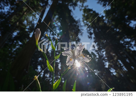 Photographing a group of Shaga in the Ayabe Oitomi district of Kyoto Prefecture 123891195