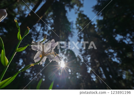 Photographing a group of Shaga in the Ayabe Oitomi district of Kyoto Prefecture 123891196