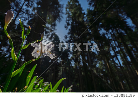 Photographing a group of Shaga in the Ayabe Oitomi district of Kyoto Prefecture 123891199
