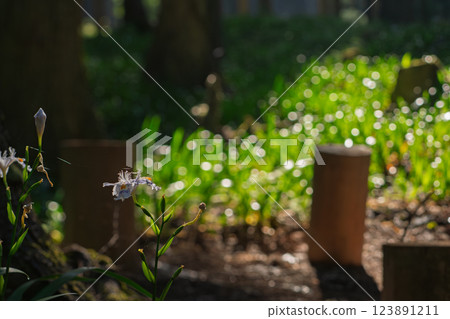 Photographing a group of Shaga in the Ayabe Oitomi district of Kyoto Prefecture 123891211