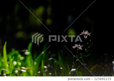 Photographing a group of Shaga in the Ayabe Oitomi district of Kyoto Prefecture 123891215