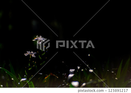 在京都府綾部大富區拍攝一群沙加 123891217