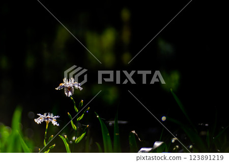 在京都府綾部大富區拍攝一群沙加 123891219