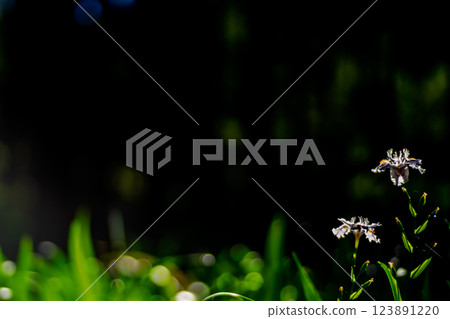 在京都府綾部大富區拍攝一群沙加 123891220