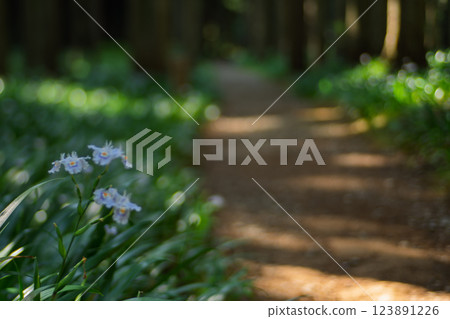 在京都府綾部大富區拍攝一群沙加 123891226