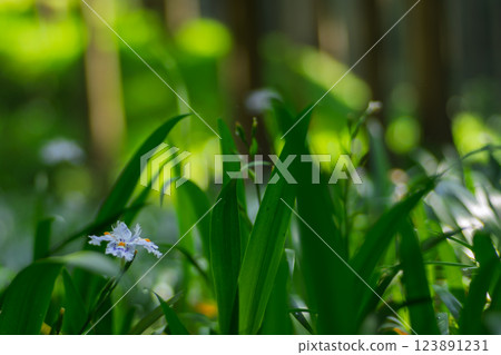 在京都府綾部大富區拍攝一群沙加 123891231