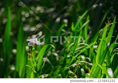 在京都府綾部大富區拍攝一群沙加 123891232