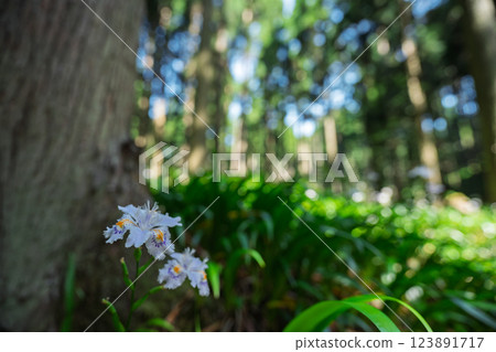 在京都府綾部大富區拍攝一群沙加 123891717