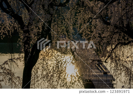 在京都府八幡市的釣魚池拍攝櫻花，人們可以在寧靜的環境中享受釣魚的樂趣 123891971