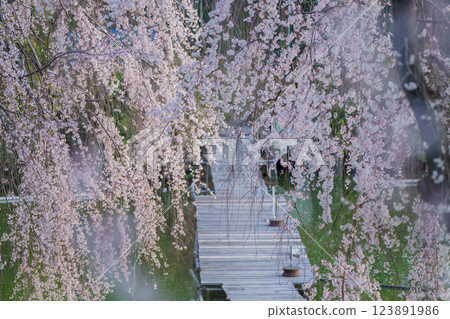Photographing cherry blossoms at a fishing pond in Yawata, Kyoto Prefecture, where people can enjoy fishing in a tranquil setting Photographing cherry blossoms at a fishing pond in Yawata, Kyoto Prefecture, where people can enjoy fishing in a tranquil setting 123891986