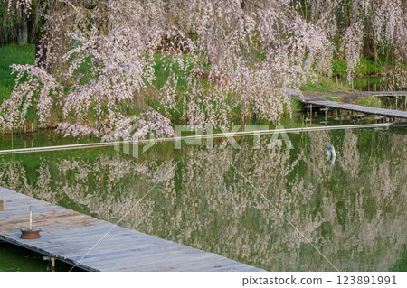 Photographing cherry blossoms at a fishing pond in Yawata, Kyoto Prefecture, where people can enjoy fishing in a tranquil setting 123891991