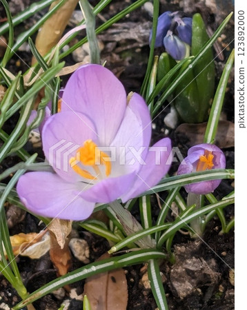 Light purple crocuses Light purple crocuses 123892000