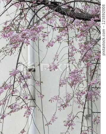 A landscape with a drooping cherry tree 123892008