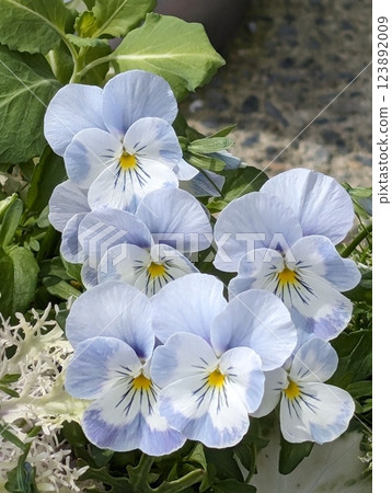 Light blue pansy Light blue pansy 123892009