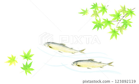 Watercolor illustration of sweetfish and green maple leaves 123892119