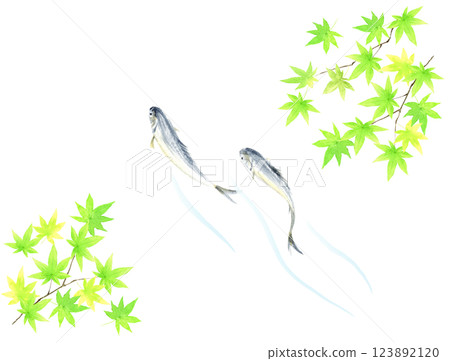 Watercolor illustration of sweetfish and green maple leaves 123892120