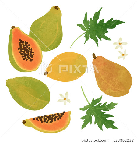 Hand-drawn illustration / papaya Hand-drawn illustration / papaya 123892238