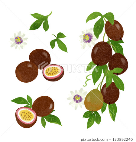 Hand-drawn illustration / passion fruit 123892240