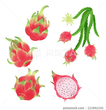 Hand-drawn illustration / dragon fruit Hand-drawn illustration / dragon fruit 123892242