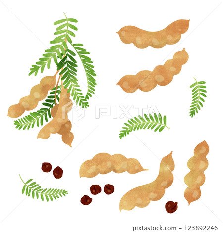 Hand-drawn illustration / Tamarind 123892246