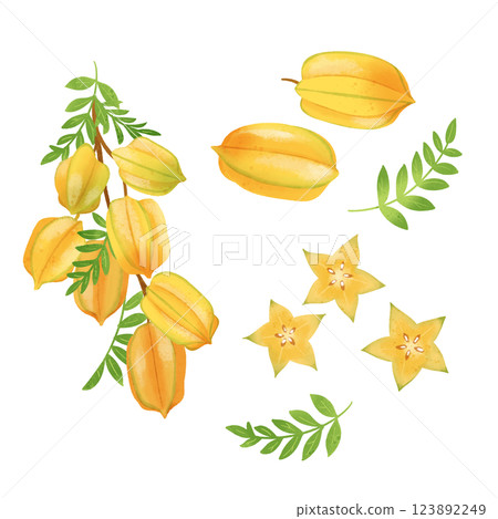 Hand-drawn illustration / star fruit 123892249