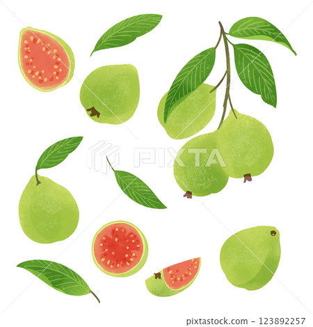 Hand-drawn illustration / guava fruit and leaves 123892257