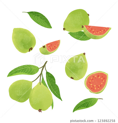 Hand-drawn illustration / guava fruit and leaves 123892258