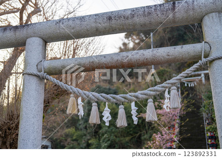 Cherry blossoms blooming along the approach to the shrine and a stone torii gate 123892331