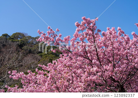 Kawazu cherry tree in full bloom shining in the blue sky Kawazu cherry tree in full bloom shining in the blue sky 123892337