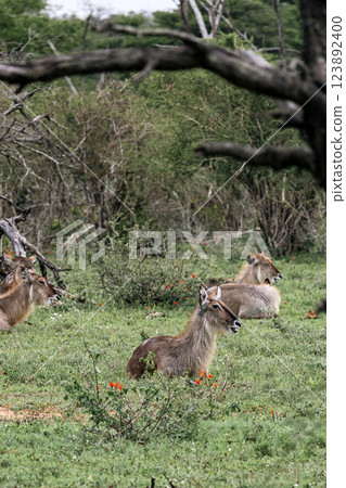 Waterbuck females resting lying in the green grass in the savannah Waterbuck females resting lying in the green grass in the savannah 123892400