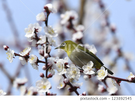 White-eye on a white plum blossom in full bloom (spring image) (heartwarming image) White-eye on a white plum blossom in full bloom (spring image) (heartwarming image) 123892545