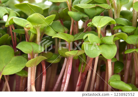 Fresh radish microgreens growing in abundance 123892552