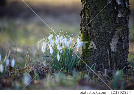 A cluster of snowdrop flowers bloom, signaling the start of spring near a mossy tree trunk. 123892554