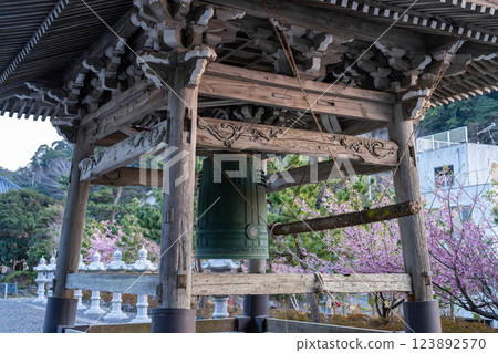 丹上寺的河津櫻花和鈴鐺櫻花 123892570