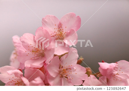 Beautiful Kawazu cherry blossoms 123892647