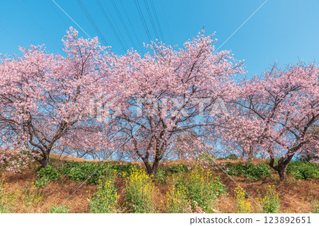 藍天映襯下河津櫻花與油菜花盛開的景象【深谷市春之森公園】 藍天映襯下河津櫻花與油菜花盛開的景象【深谷市春之森公園】 123892651