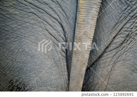 京都市動物園拍攝的可愛迷人的亞洲象 123892691