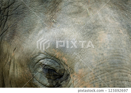 京都市動物園拍攝的可愛迷人的亞洲象 123892697