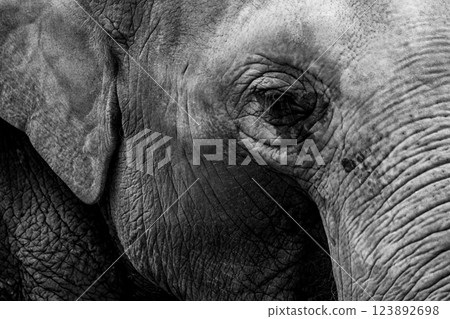 京都市動物園拍攝的可愛迷人的亞洲象 京都市動物園拍攝的可愛迷人的亞洲象 123892698