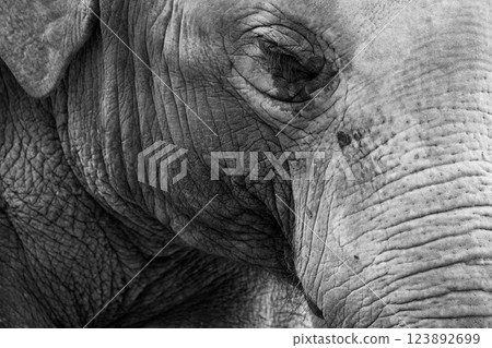 京都市動物園拍攝的可愛迷人的亞洲象 京都市動物園拍攝的可愛迷人的亞洲象 123892699